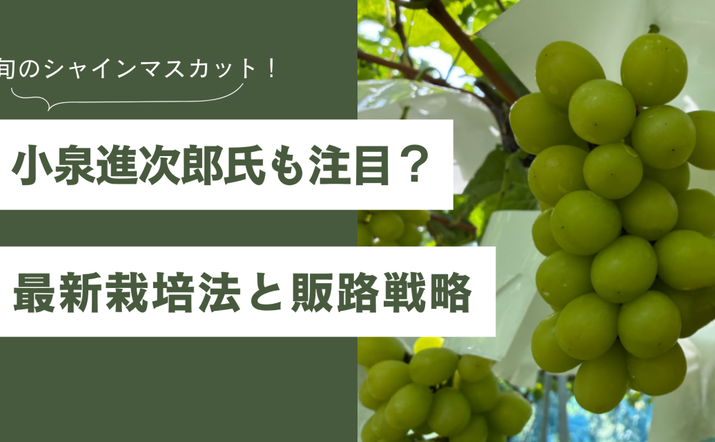 シャインマスカットで農家を変える！小泉進次郎氏も注目？ 最新栽培法と販路戦略